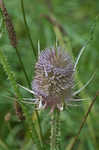 Teasel